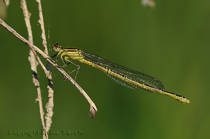 Erythromma lindenii !!